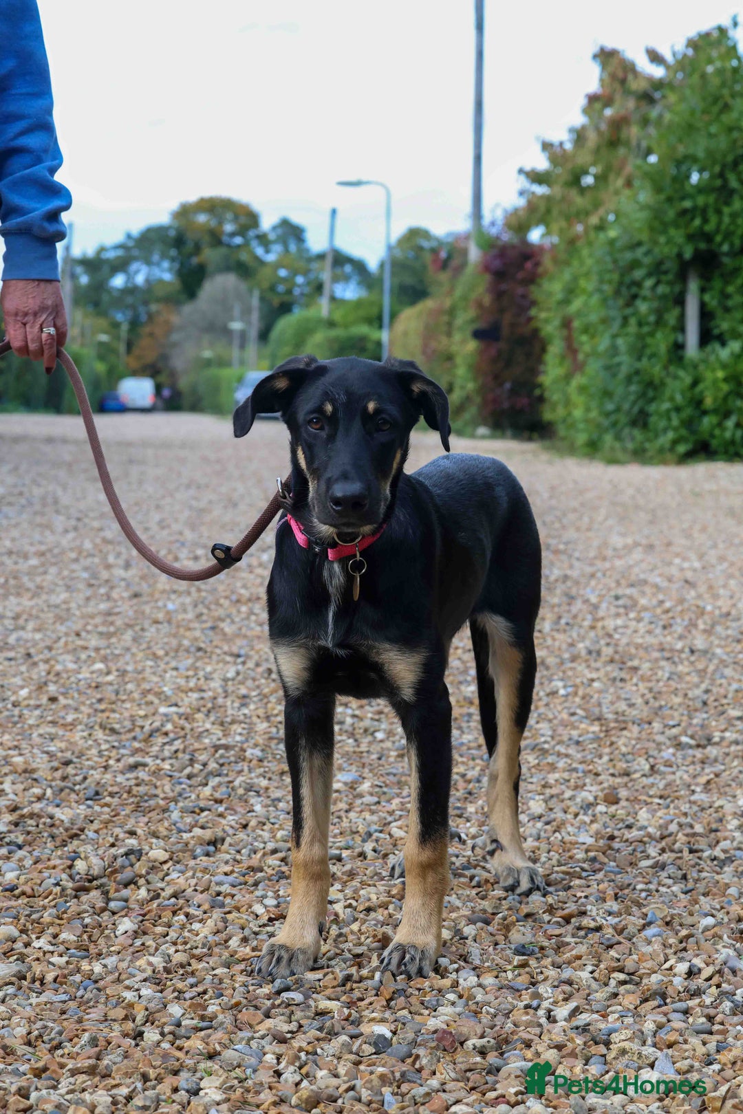 Mixed Breed dogs for adoption: Sweet Stella - reserved - Advert 24