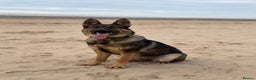 German Shepherd dogs for sale: Super pedigree part trained female  - Advert 1