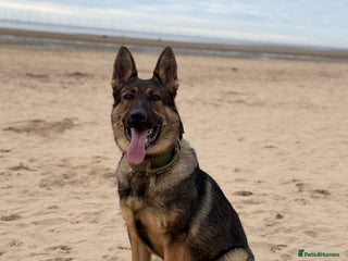 German Shepherd dogs Super pedigree part trained female - Advert 1