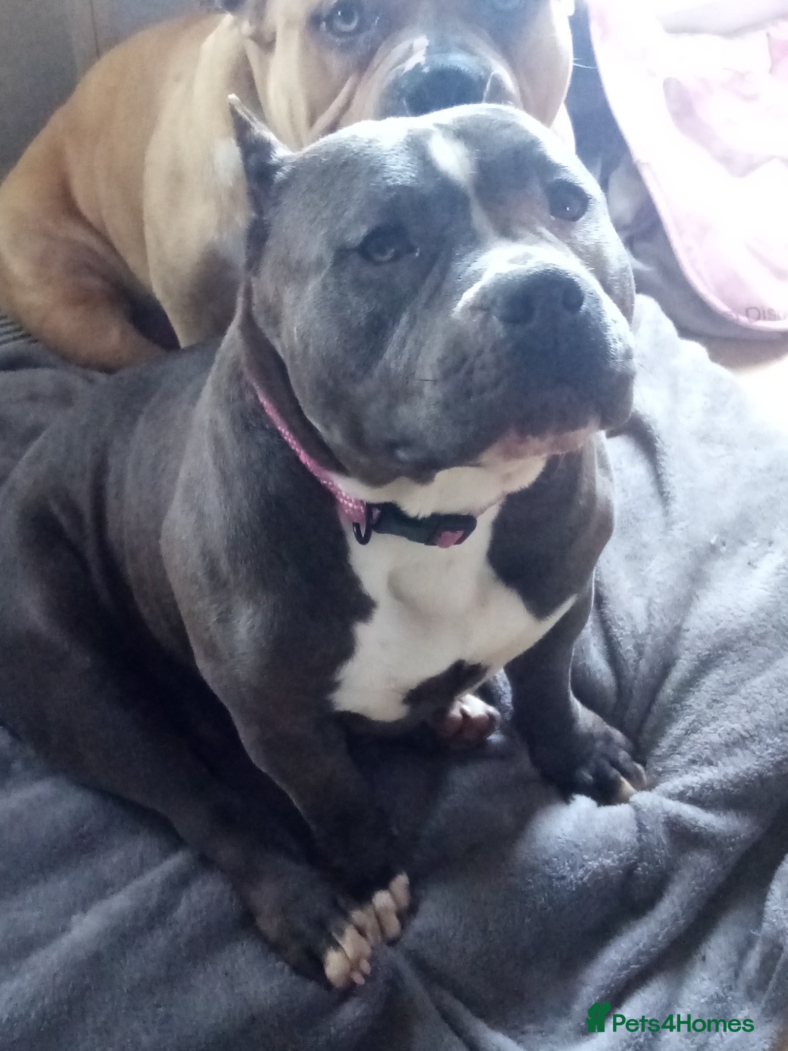 American Bully dogs Pocket bully Female  - Advert 7