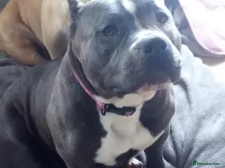 American Bully dogs Pocket bully Female - Advert 6