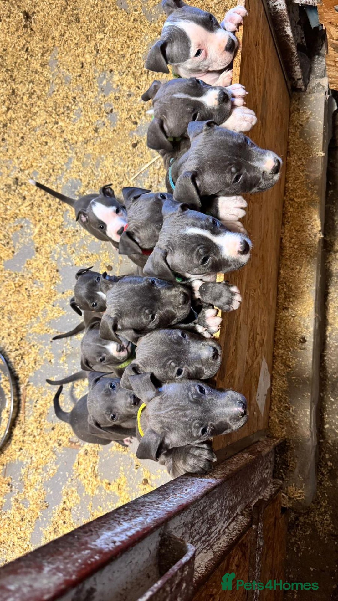 Staffordshire Bull Terrier dogs for sale: 🐶🐾Staffordshire puppies ❤️🐶 - Image 21