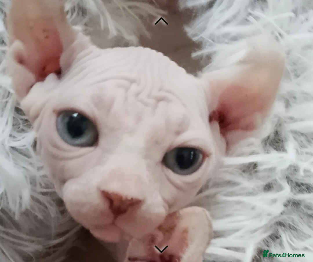 Sphynx cats for sale: Purebred Sphinx available.  - Image 11