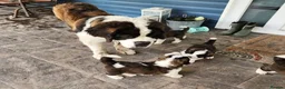 Saint Bernard dogs for sale: Beautiful Saint Bernard puppies ready for sale - Advert 3