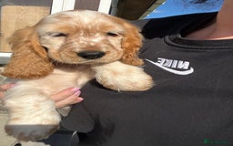 Cocker Spaniel dogs for sale: KC Health tested show type cocker spaniel puppies - Image 21
