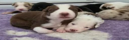 Border Collie dogs for sale: Border collie puppies - Advert 7