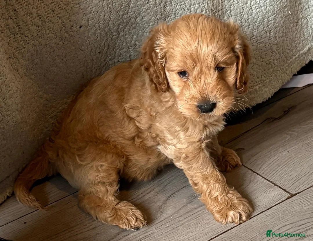 Cockapoo dogs for sale: Beautiful cockapoo puppies  - Advert 10