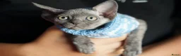 Devon Rex cats for sale: 💙  Blue male Kitten Available 💙 - Advert 13