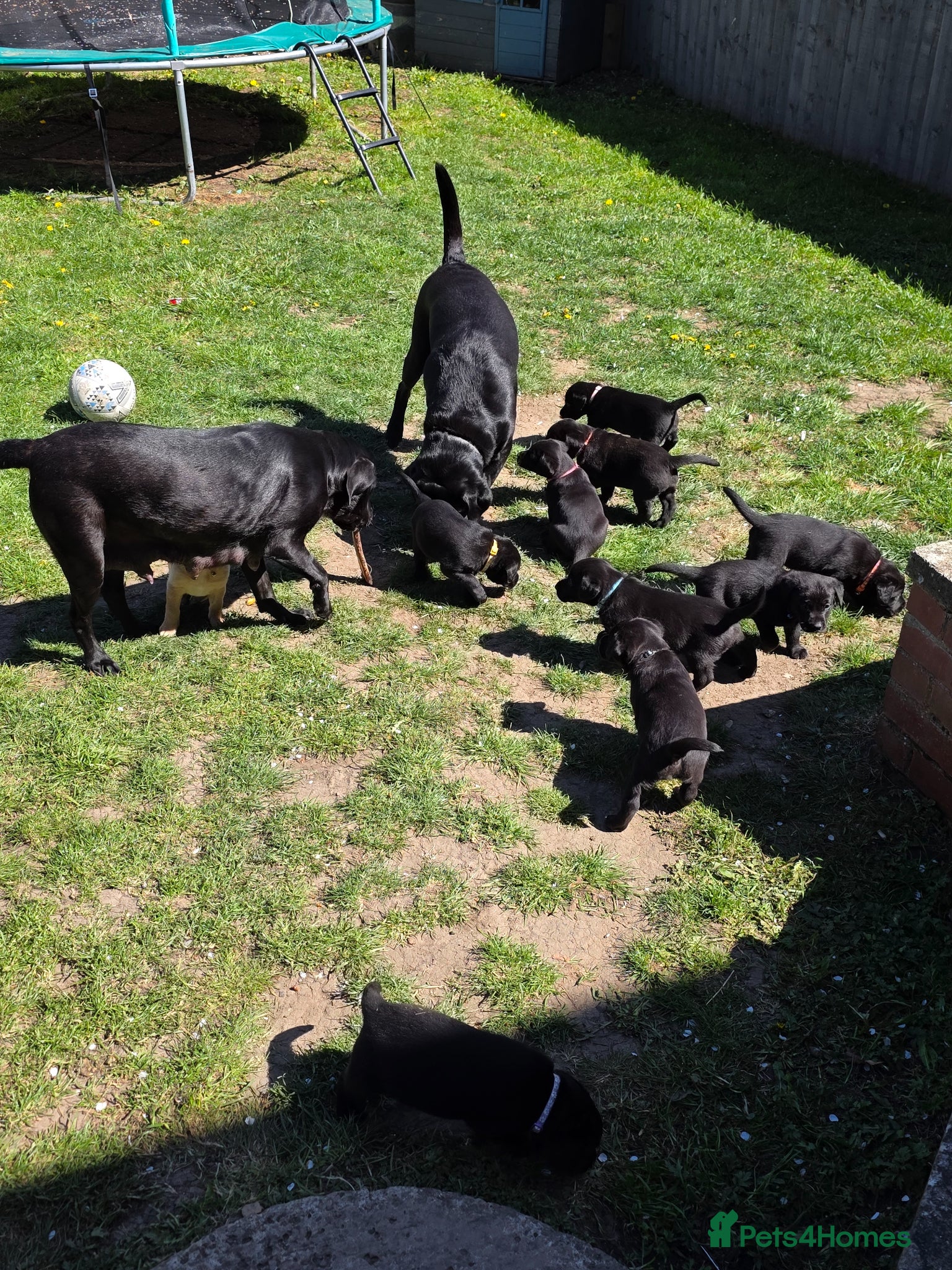 Labrador Retriever dogs Stunning KC Labrador Puppies With Mam&Dad at Home - Advert 16