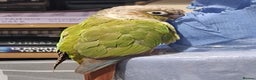 Conures birds for sale: Green Cheek Conure - Advert 3