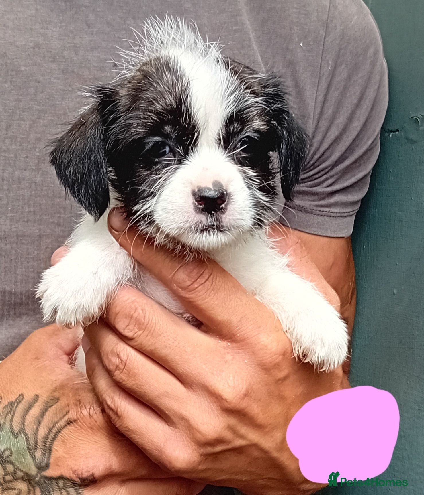 Shihpoo dogs The tiniest puppies available  - Advert 2