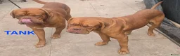 Dogue De Bordeaux dogs for sale: DOGUE DE BORDEAUX for sale - Advert 1