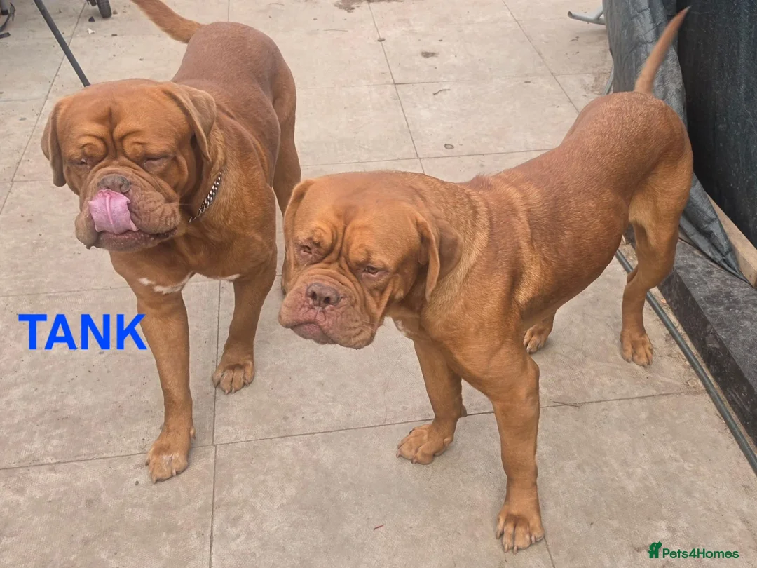 Dogue De Bordeaux dogs for sale: DOGUE DE BORDEAUX for sale - Advert 1