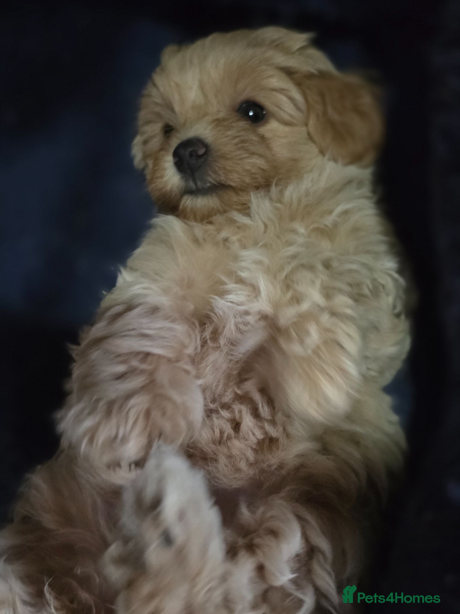 Maltipoo dogs Maltipoo ONLY 1 girl left - Advert 14