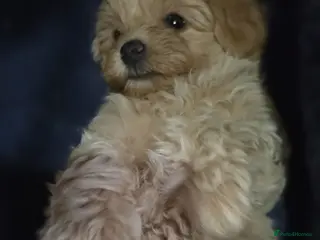 Maltipoo dogs Maltipoo ONLY 1 girl left - Advert 4