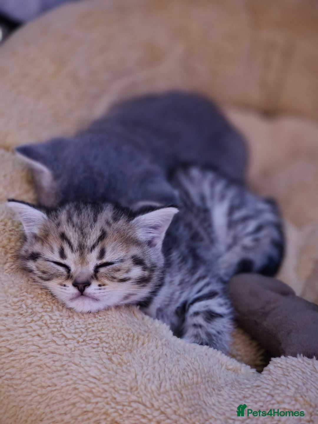 British Shorthair cats for sale: British shorthair  - Advert 8