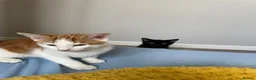 Mixed Breed cats for sale: Beautiful Kittens for Sale - Advert 25