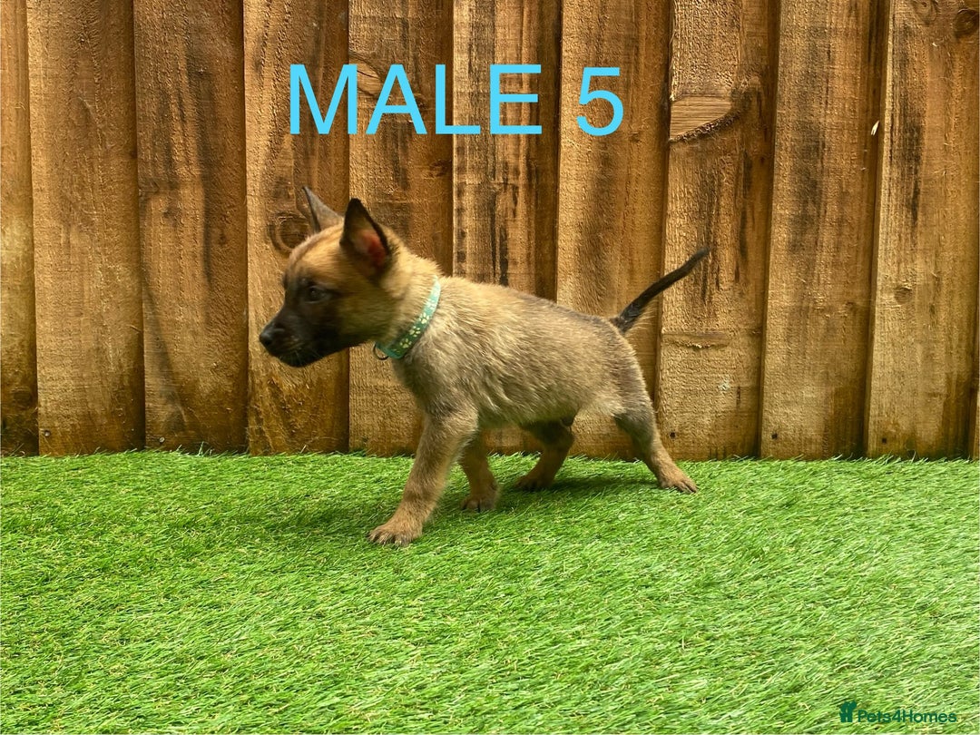 Belgian Shepherd Dog dogs for sale: Beautiful Belgium Malinois pups for sale  - Image 22