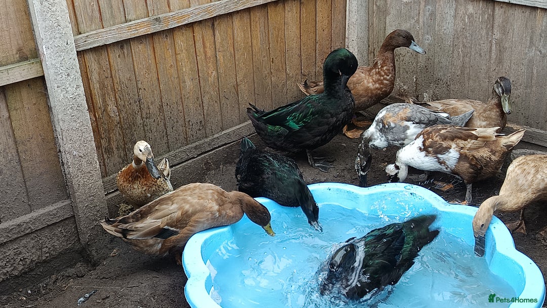 Ducks poultry for sale: Flock seeking new pasture - Image 7