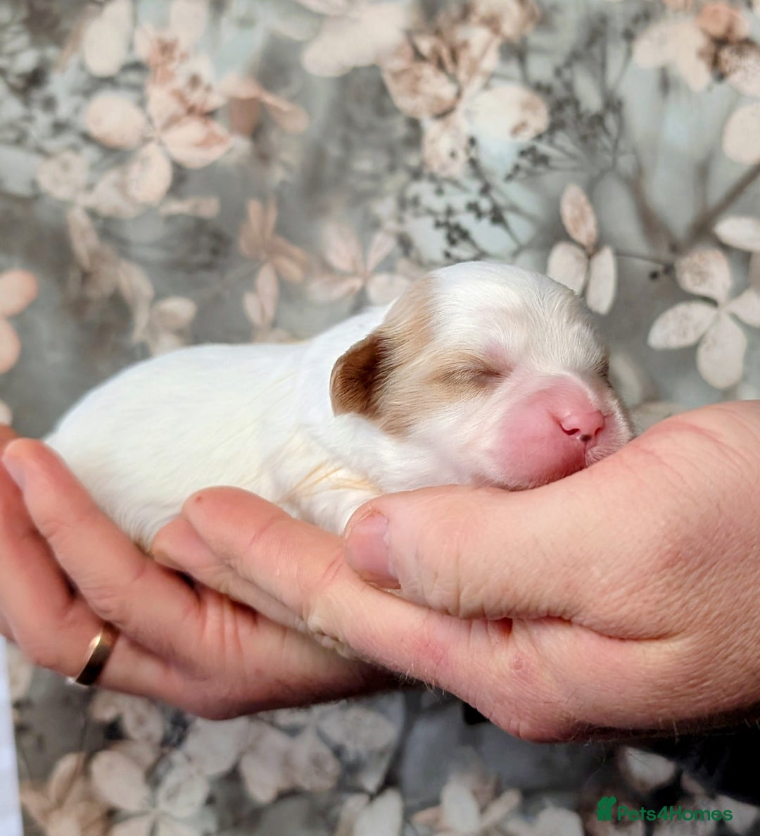 Cavapoo dogs for sale: ❤️F1 CAVAPOO BABIES❤️ HEALTH TESTED PARENTS!🐩 - Advert 10