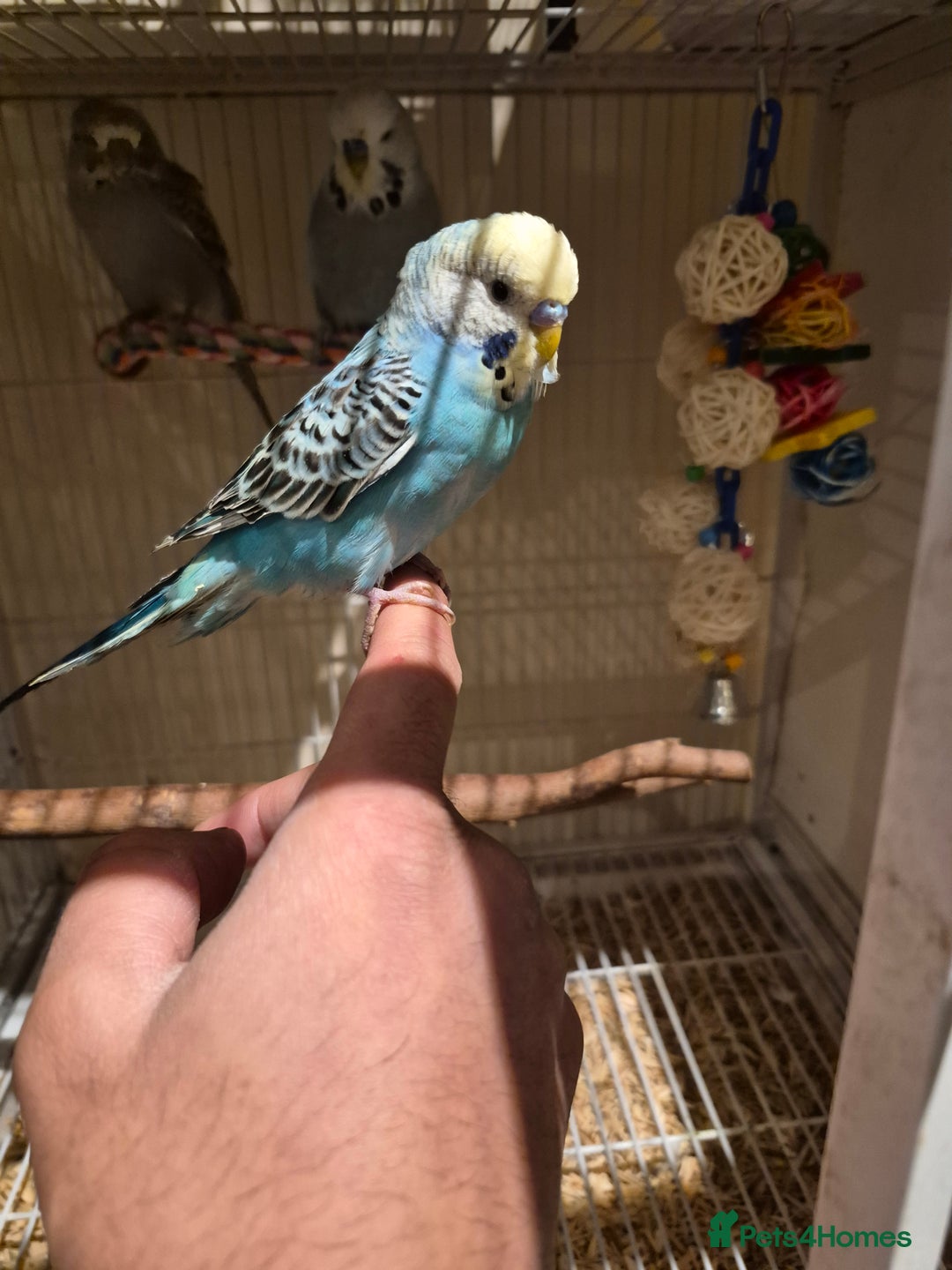 Budgerigars birds for sale: Budgies for sale all beautiful colours 🧡❤️💛 - Advert 3