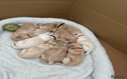 Labrador Retriever dogs for sale: labrador puppies  - Image 1