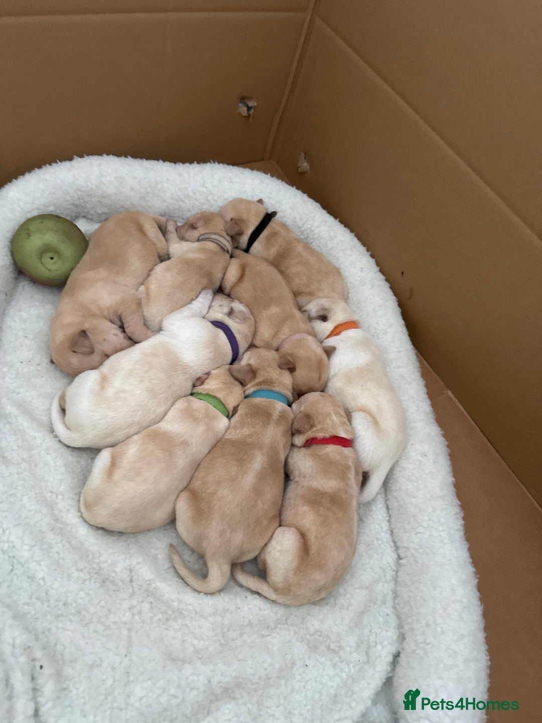 Labrador Retriever dogs for sale: labrador puppies  - Image 1