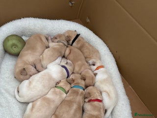 Labrador Retriever dogs - Advert 26