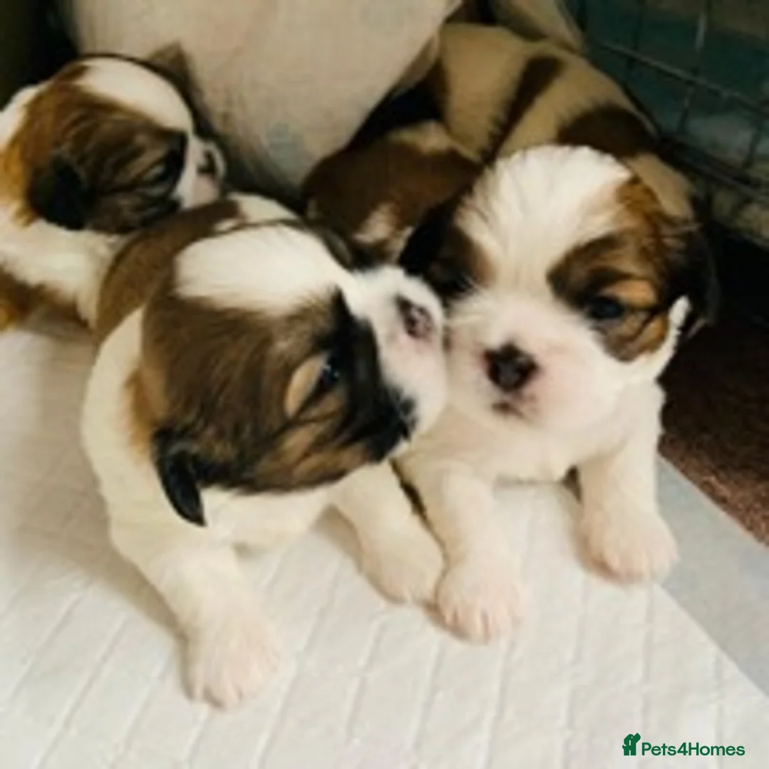 Shih Tzu dogs for stud: KC Registered stud  in Cullompton - Advert 20