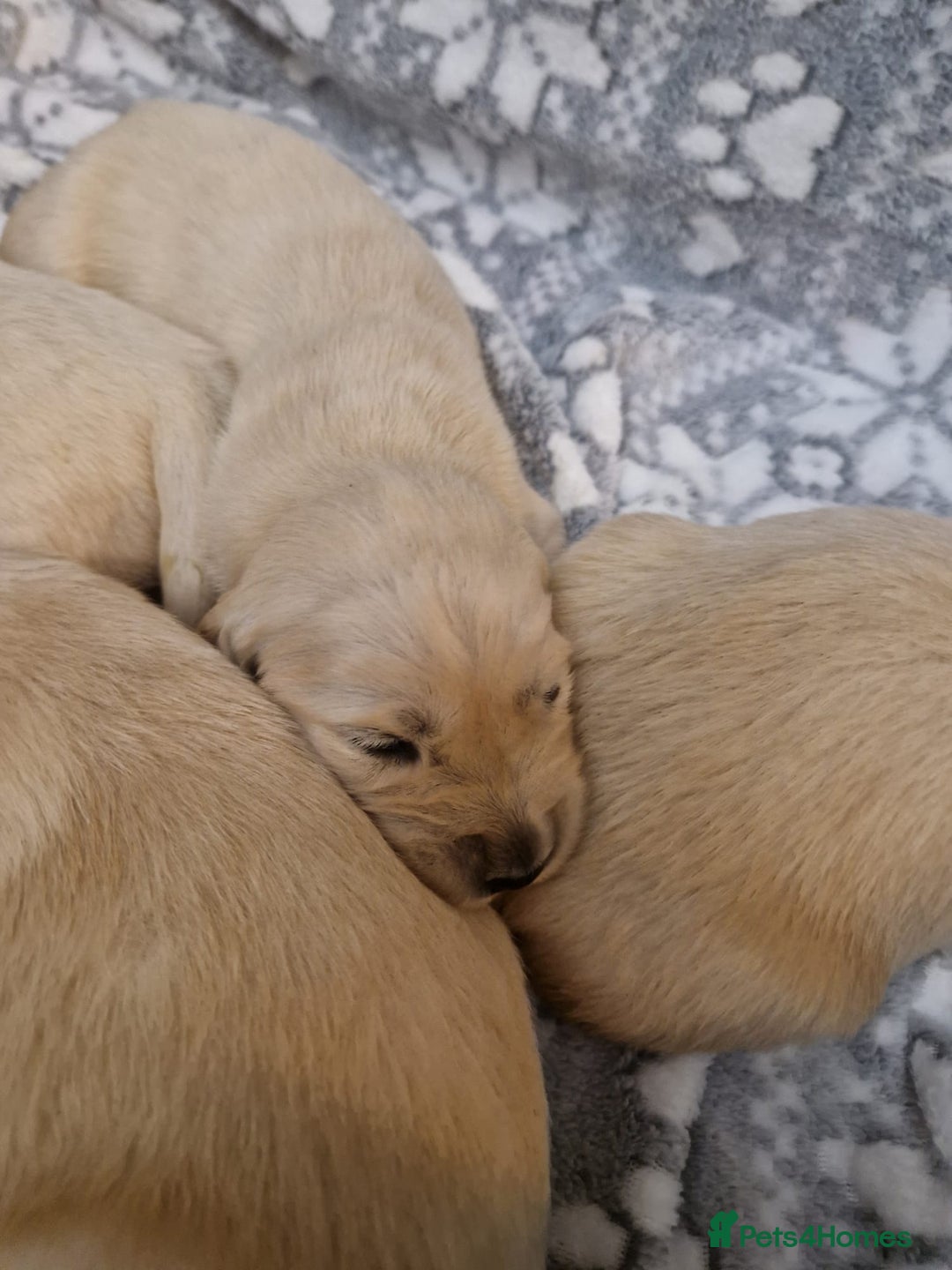Golden Retriever dogs for sale: KC GoldenRetriver,READY DEC.20 - Image 3