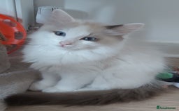 Ragdoll cats for sale: RAGDOLLS BOYS BICOLOUR VACCINATED MICROCHIPED  - Image 4