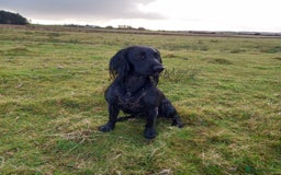 Cocker Spaniel dogs for sale: Beautiful Cocker Spaniel Puppies - Image 10