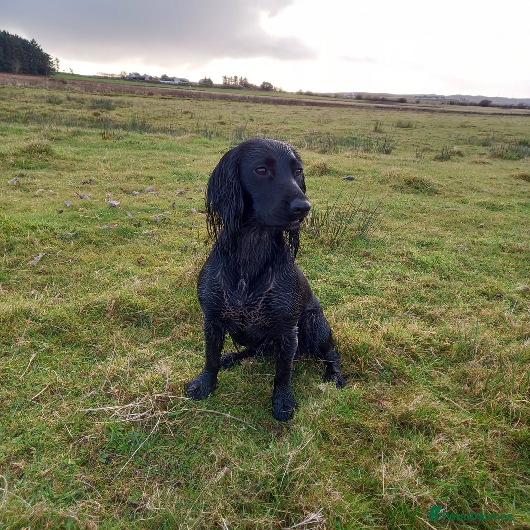 Cocker Spaniel dogs for sale: Beautiful Cocker Spaniel Puppies - Image 10