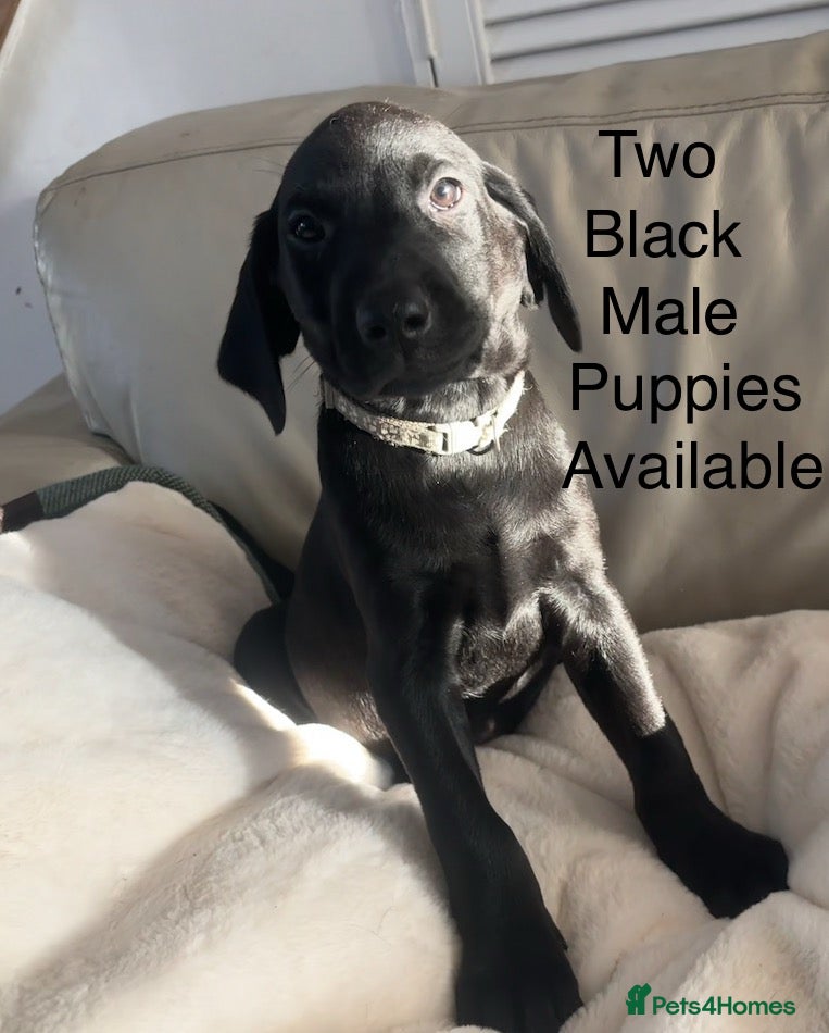 Labrador Retriever dogs Fully Health Tested Outstanding KC Reg Puppies - Advert 1