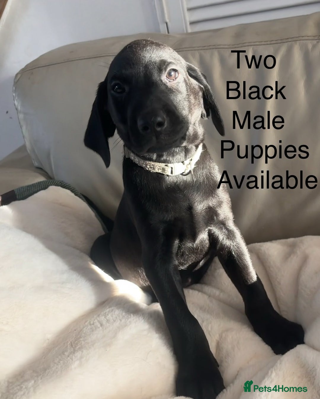Labrador Retriever dogs for sale: Fully Health Tested Outstanding KC Reg Puppies - Advert 1
