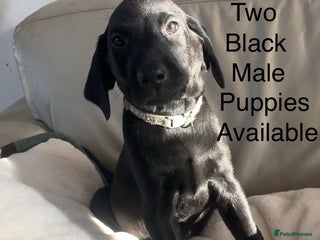 Labrador Retriever dogs Fully Health Tested Outstanding KC Reg Puppies - Advert 2