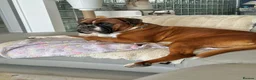 Boxer dogs for stud: First time stud, Bruce in Coulsdon - Advert 25