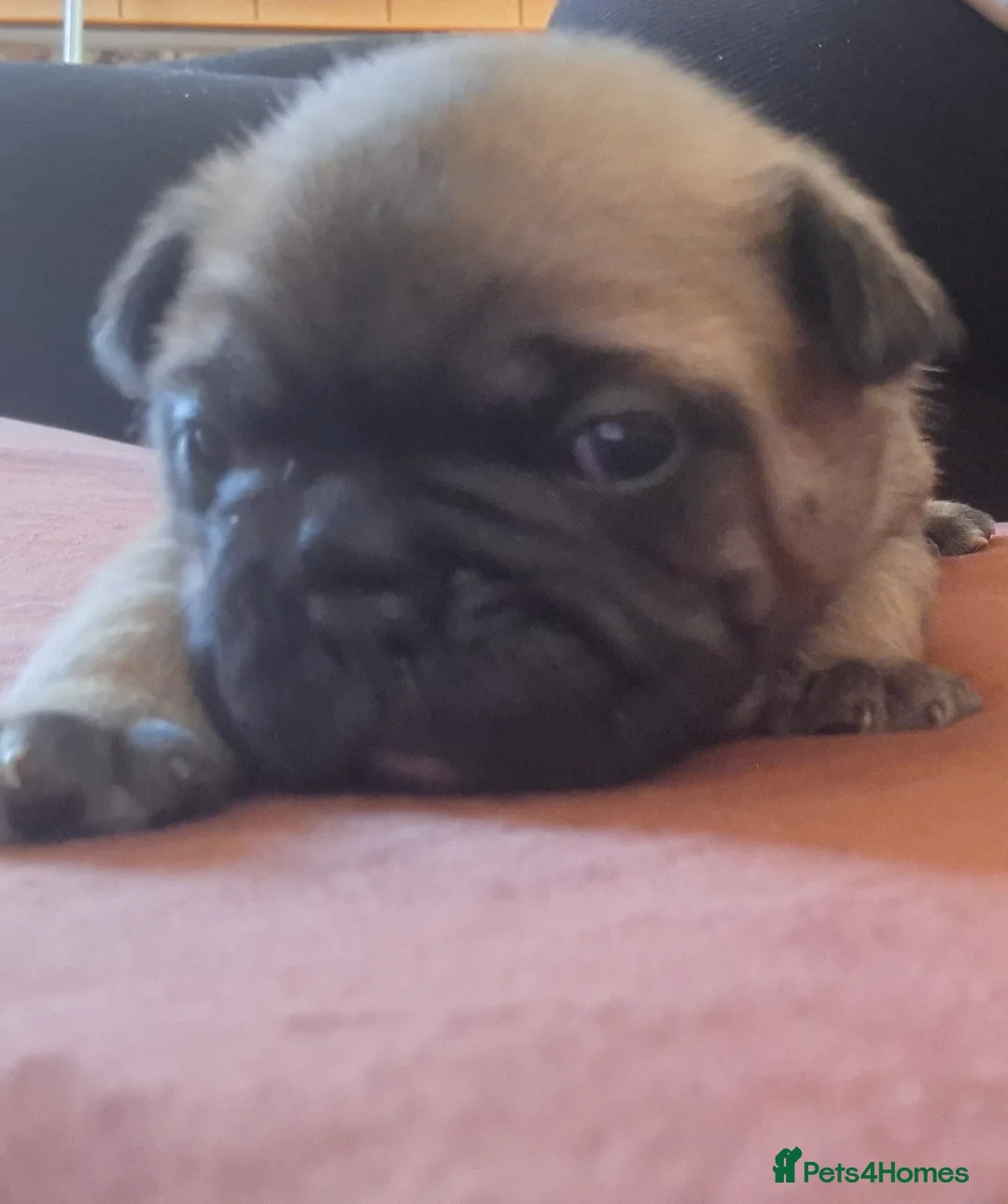 Mixed Breed dogs for sale: 5 male French bulldogs - Advert 14