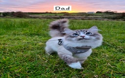 Mixed Breed cats for sale: Siberian x Ragdoll x Domestic kittens  - Image 5