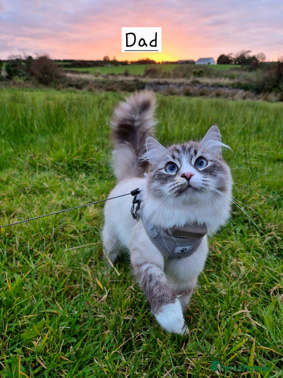 Mixed Breed cats for sale: Siberian x Ragdoll x Domestic kittens  - Image 5