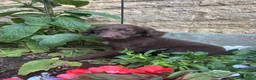 Sprocker dogs for sale: Puppies  - Advert 9