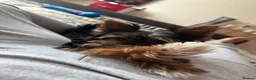 Yorkshire Terrier dogs for stud: Beautiful Yorkshire Terrier Stud Available - Advert 14