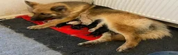 German Shepherd dogs for sale: Pure German Shepherd puppies  - Advert 2