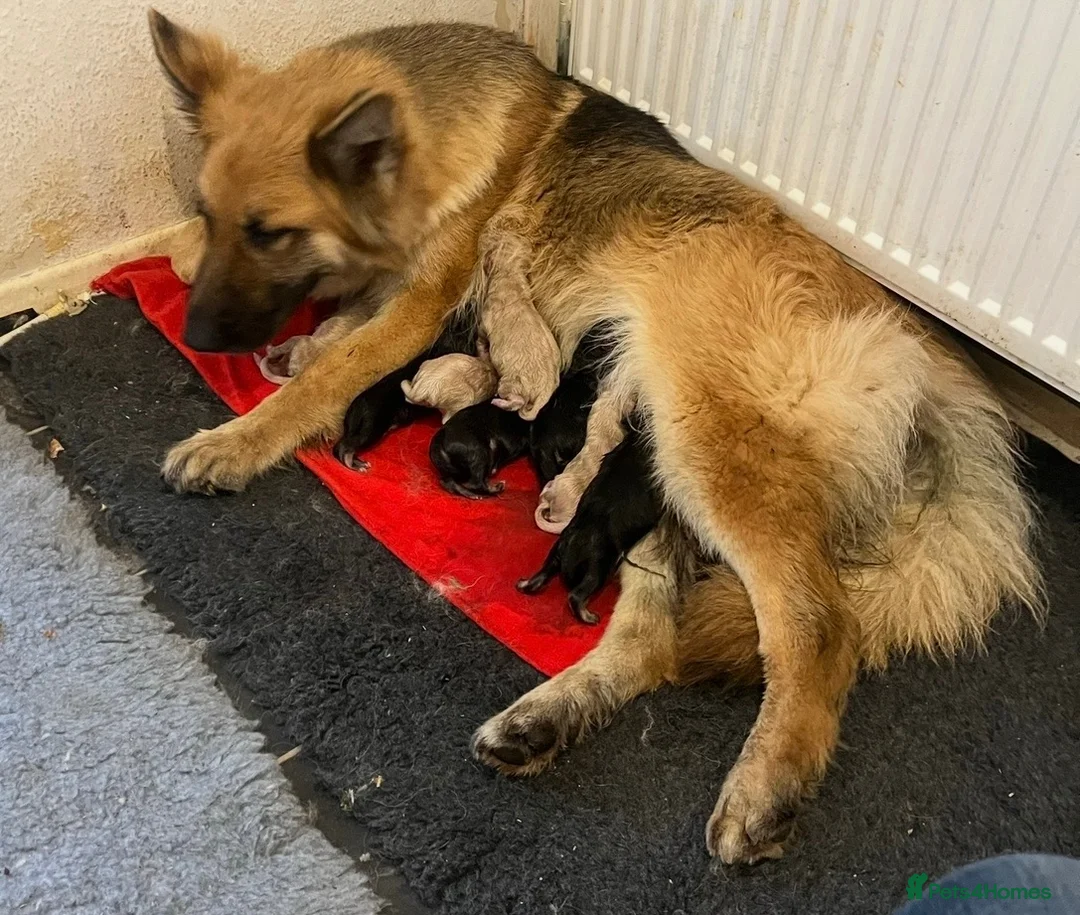 German Shepherd dogs for sale: Pure German Shepherd puppies  - Advert 2