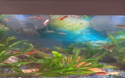 Live Bearers fish for sale: Guppies live bearers - Image 4