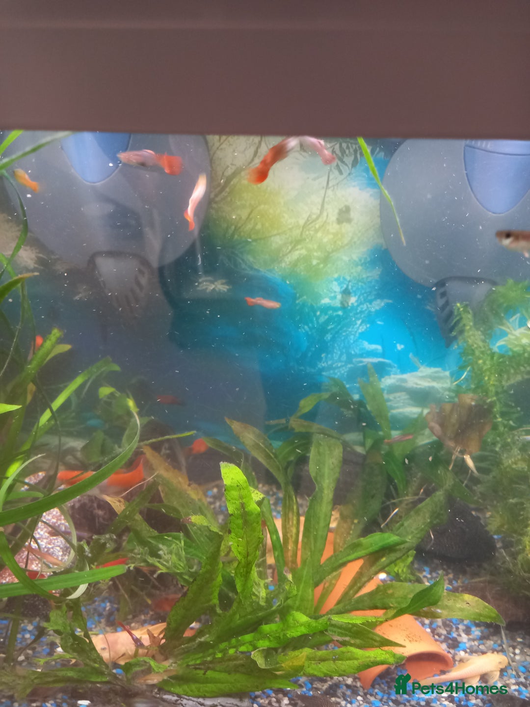 Live Bearers fish for sale: Guppies live bearers - Image 4