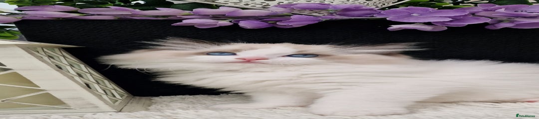 Ori