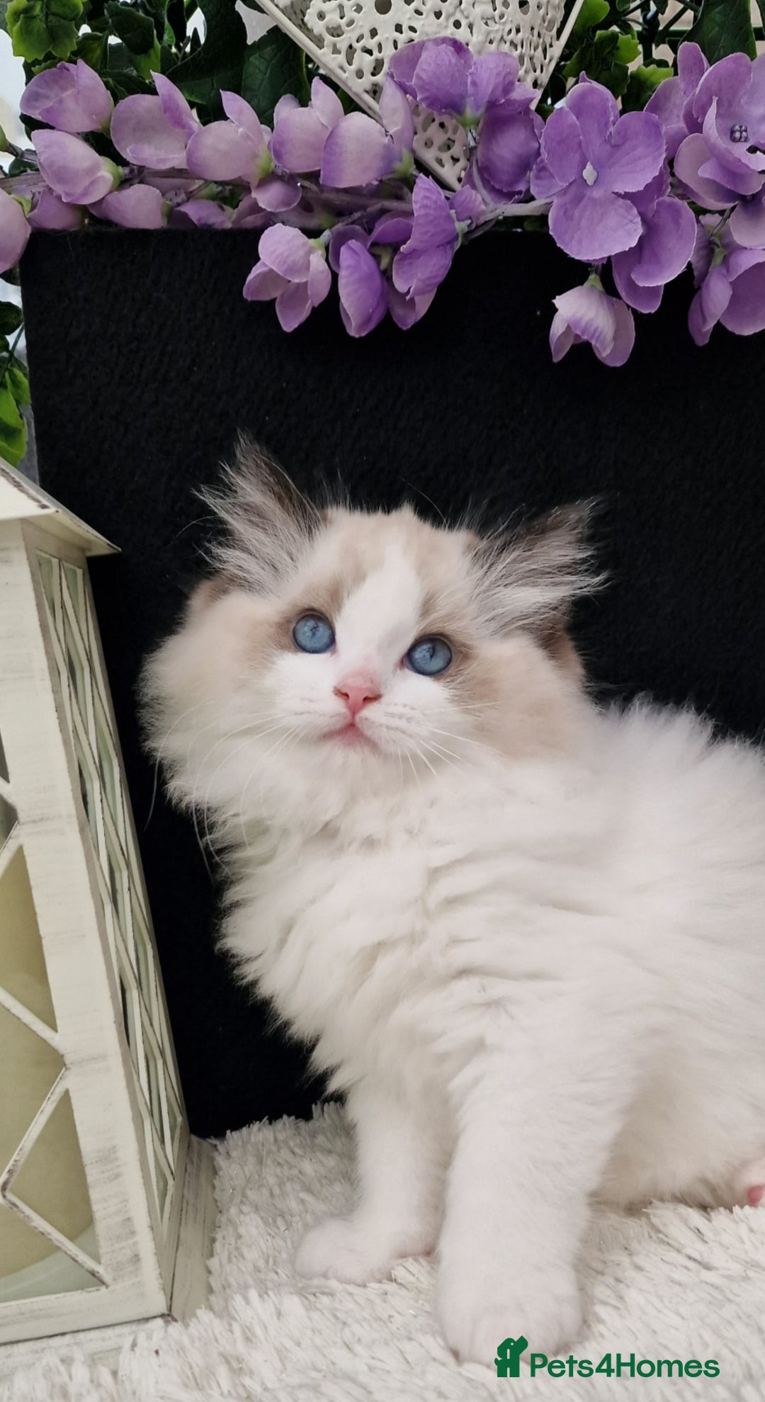 Ragdoll cats for sale: 🩷✨️Lovely Chunky EU kittens✨️🏆TICA Award cattery - Image 33