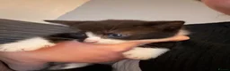 Mixed Breed cats for sale: 3 kittens for sale 2 boys and 1 girl - Advert 4