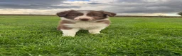 Border Collie dogs for sale: Gorgeous Litter of border collie puppy’s  - Advert 18